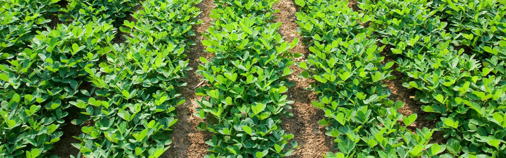 Birdsong Peanuts Marathon Consulting